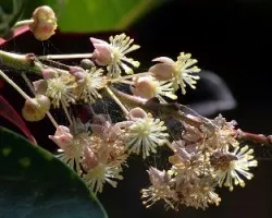 Codiaeum variegatum