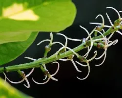 Codiaeum variegatum
