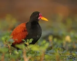 Jacana jacana