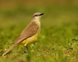 Machetornis rixosus