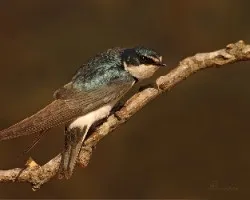 tachycineta leucorrhoa