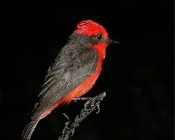 Pyrrhocephalus rubinus