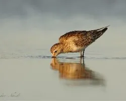 Calidris bairdii