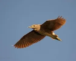 Nycticorax nycticorax