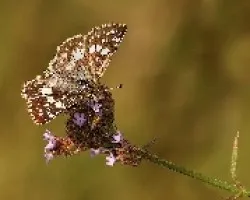 Pyrgus oileus orcus