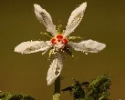 Ortiga