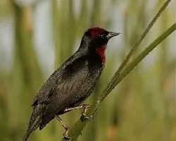 Agelaius ruficapillus