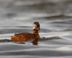 Podiceps rolland