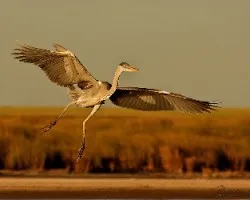 Ardea cocoi