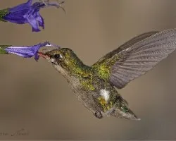 Chlorostilbon aureoventris