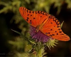 Agraulis vanillae maculosa