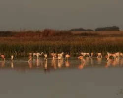 Phoenicopterus ruber