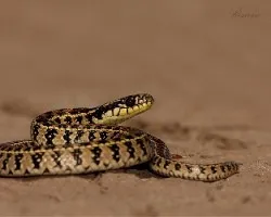 Liophis anomalus