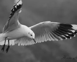 Chroicocephalus maculipennis