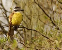 Pitangus sulphuratus