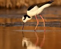 Himantopus melanurus