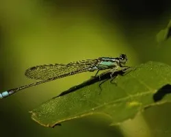 Ischnura senegalensis