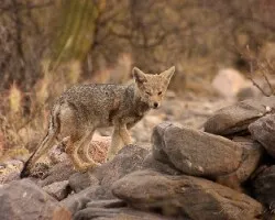 Lycalopex gimnocercus