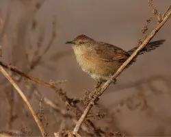 Phacellodomus striaticollis