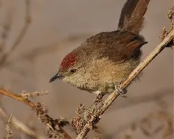 Phacellodomus striaticollis