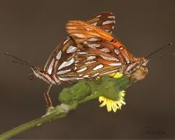 Agraulis vanillae maculosa