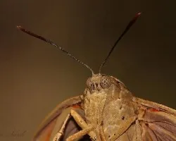 mariposa nocturna