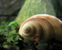 Caracol y más texturas