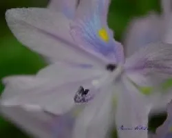 Camalote