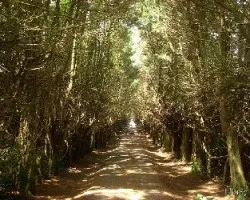 Camino al cielo