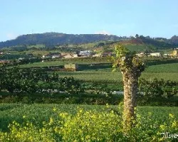 Potrero Cerrado