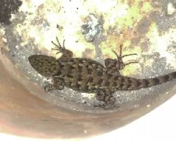 Sceloporus malachiticus