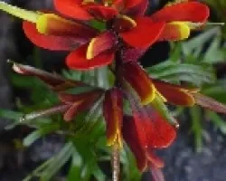 Flor roja