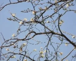 flor de pochote