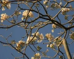 flor en ramos