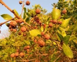Frutos