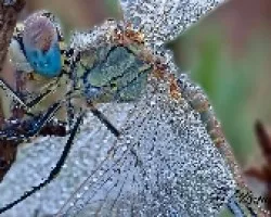 Sympetrum fonscolombii