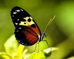 Heliconius hecale melicerta