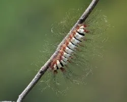 otro gusano peludito