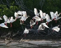 Eudocimus albus