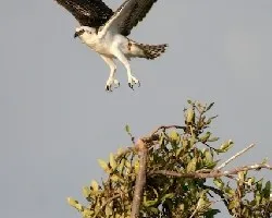 Pandion haliaetus
