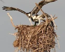 Pandion haliaetus