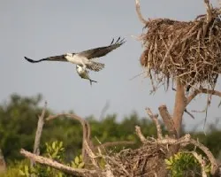 Pandion haliaetus