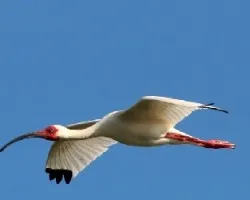 Eudocimus albus