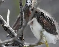 Pequeño no identificado 