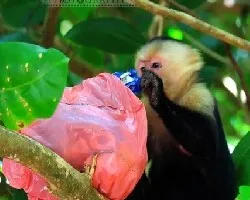 En busca de alimento.