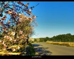 Los Almendros ya florecen