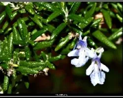 Flor de Romero