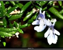 Flor de Romero