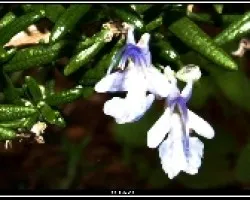Flor de Romero