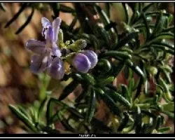 Flor de Romero